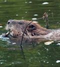 beaver