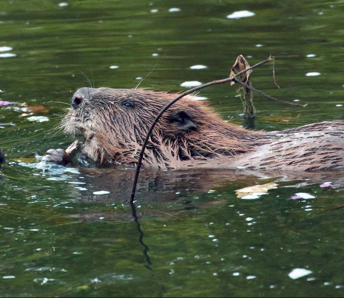 Researchers have found that beavers building dams in a natural landscape im...