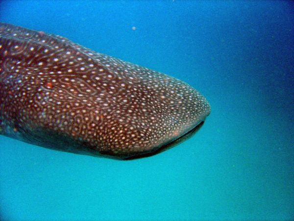 Whale shark