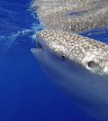 whale shark