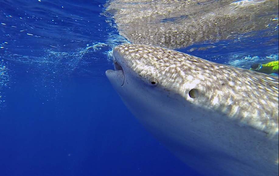 whale shark