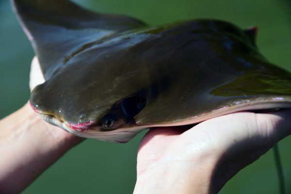 cownose rays