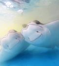 cownose rays