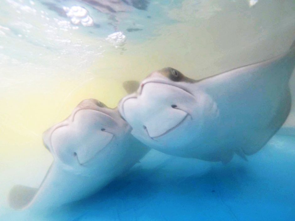 cownose rays