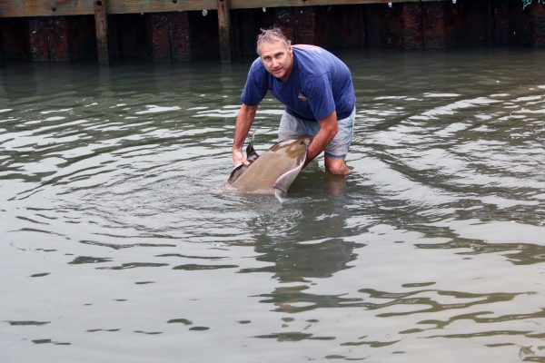 cownose rays