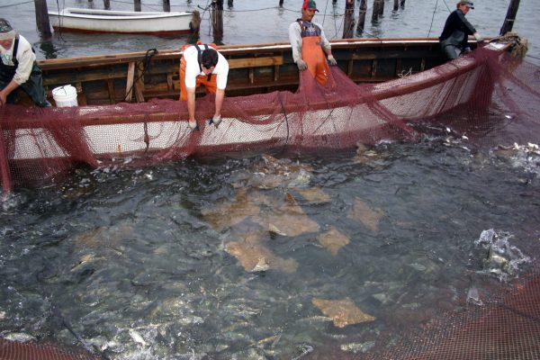 cownose rays