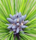 longleaf pine