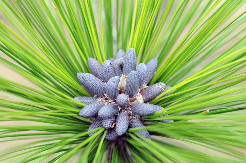 longleaf pine longleaf pine