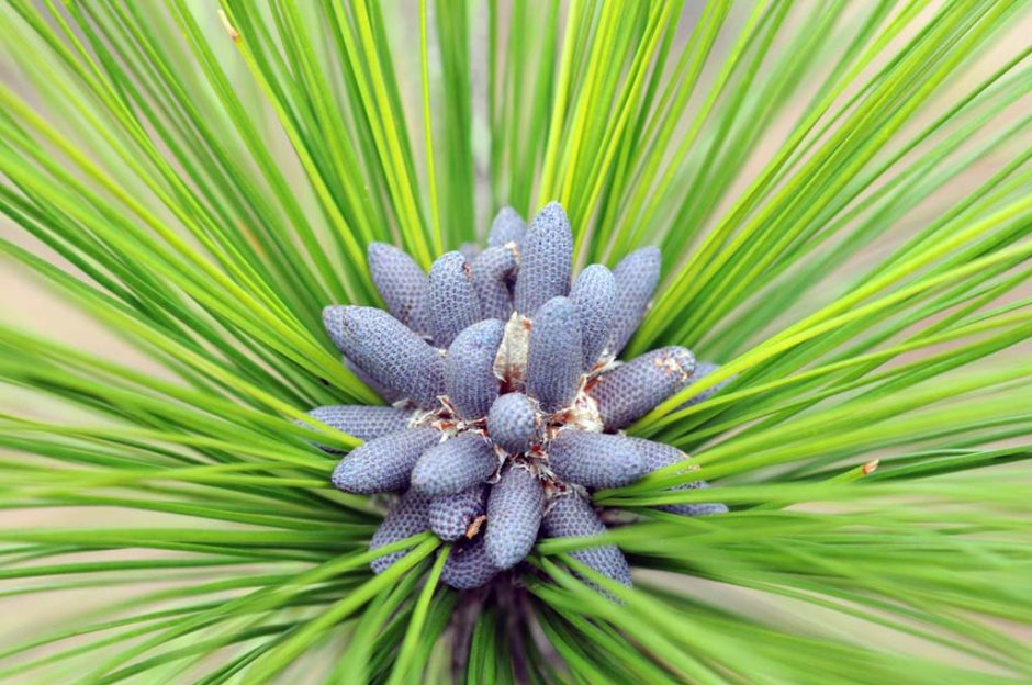 longleaf pine