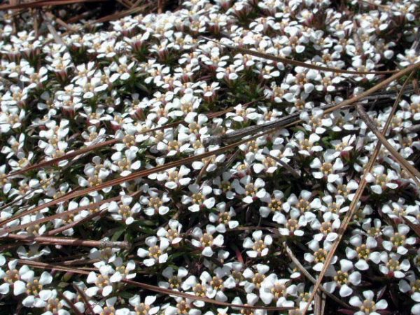 longleaf pine