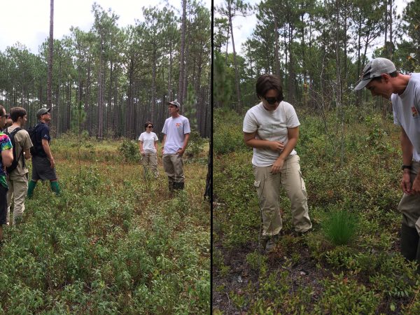 longleaf pine