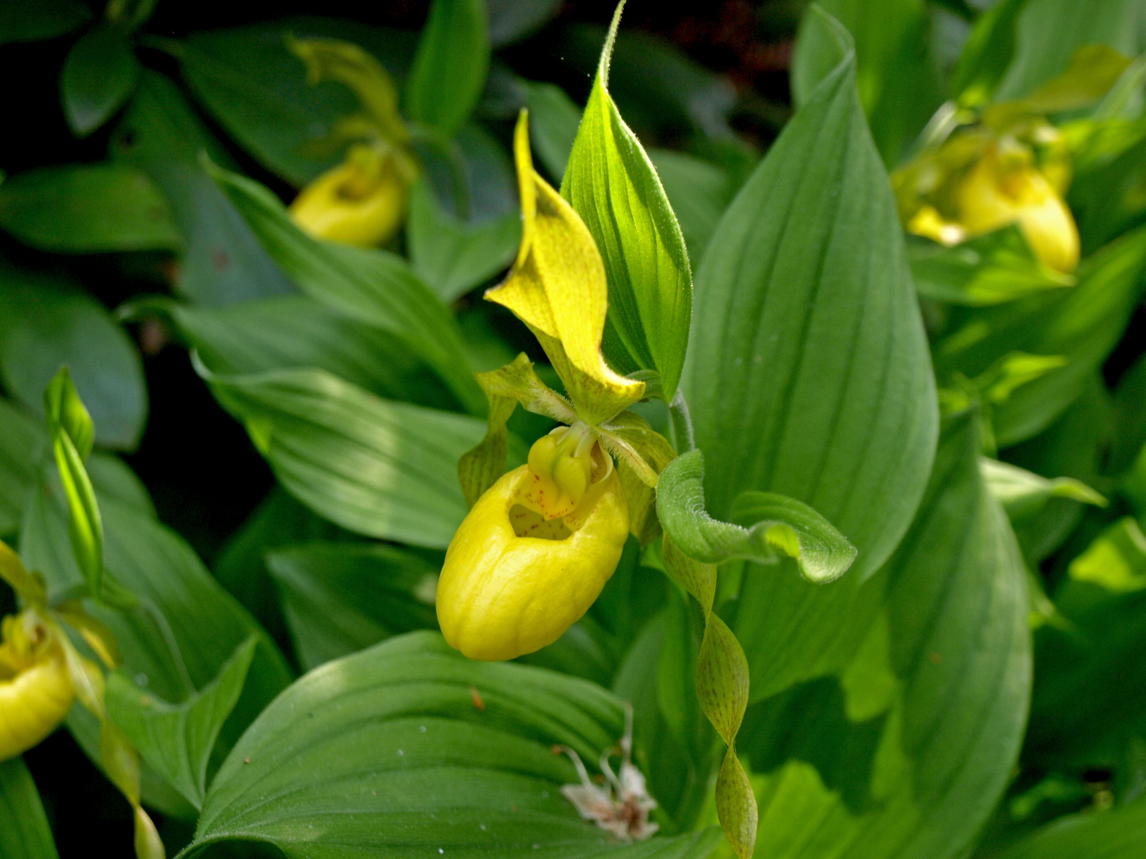 Longwood Gardens