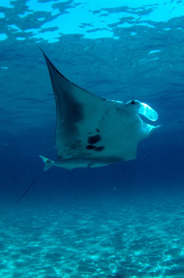 manta rays