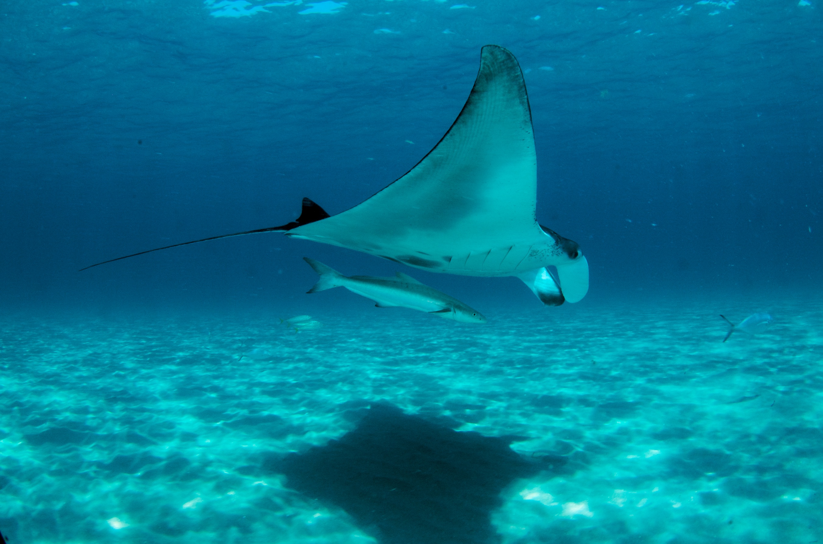 manta rays