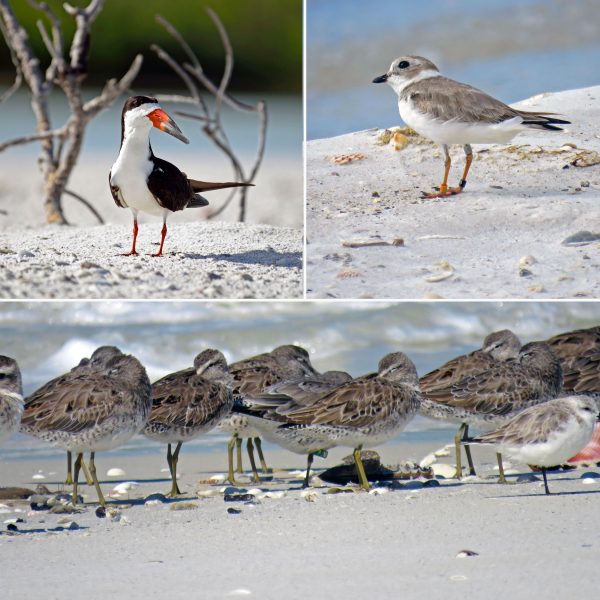 Rookery Bay