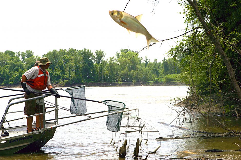 invasive carp