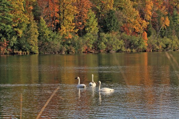 Swans on Seneca Lake. (Credit Vlad Podvorny)