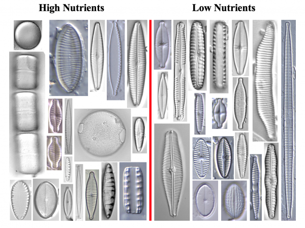 diatoms