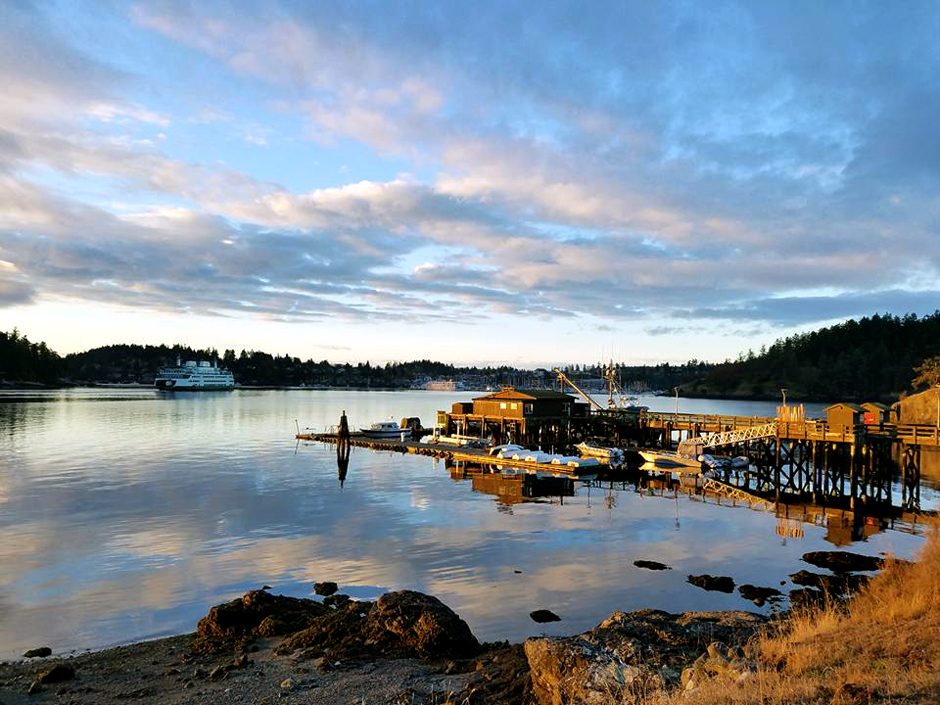 At Friday Harbor Labs, scientists give sea stars a chance to shine