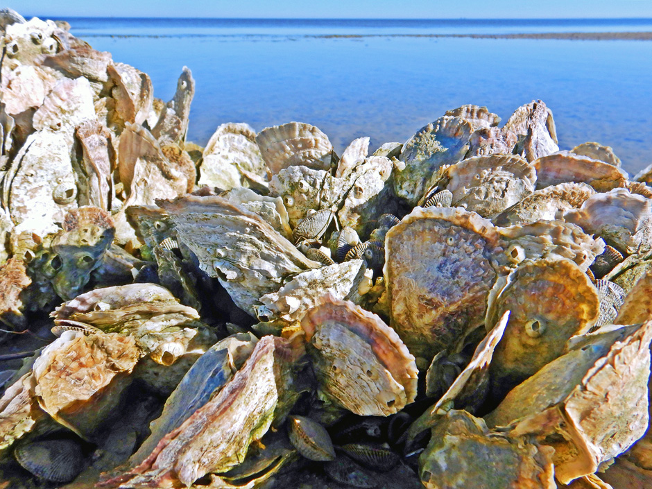 oysters