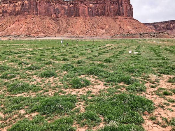 Canyonlands research