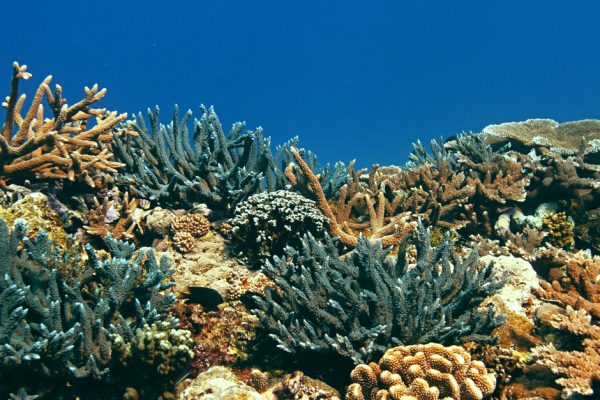 ocean acidification