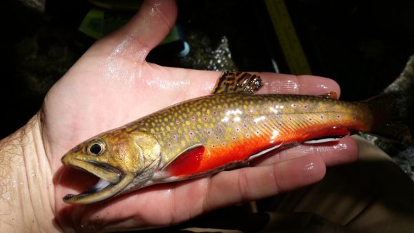 brook trout