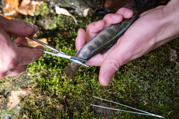 brook trout