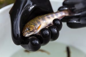 brook trout