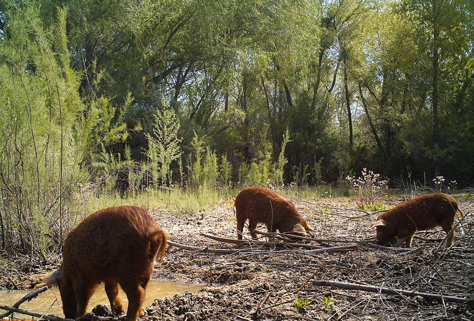 feral swine