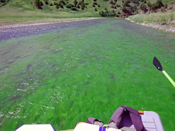 smith river algae