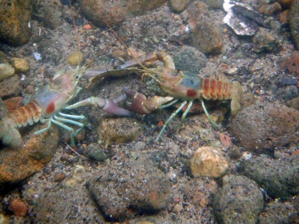 crayfish eDNA