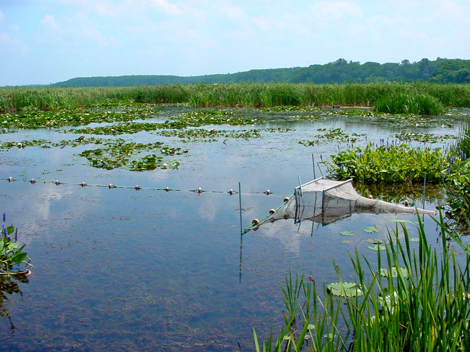 Great Lakes wetlands