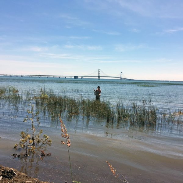 Great Lakes wetlands