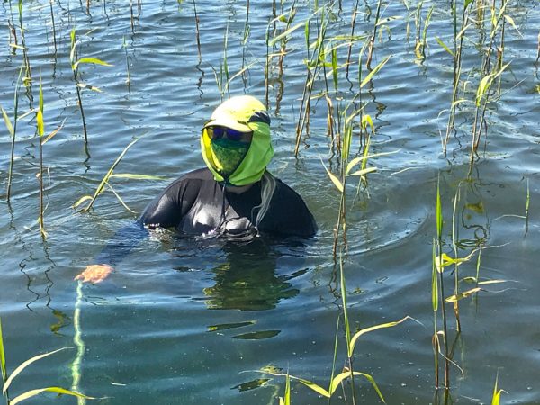 Great Lakes wetlands