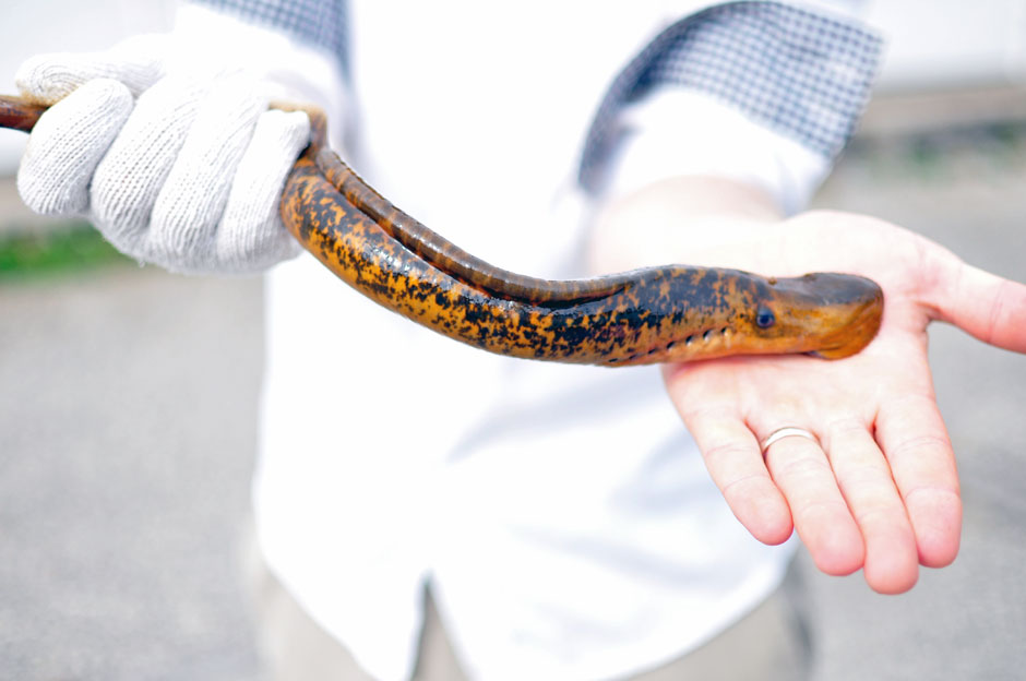 sea lamprey eradication