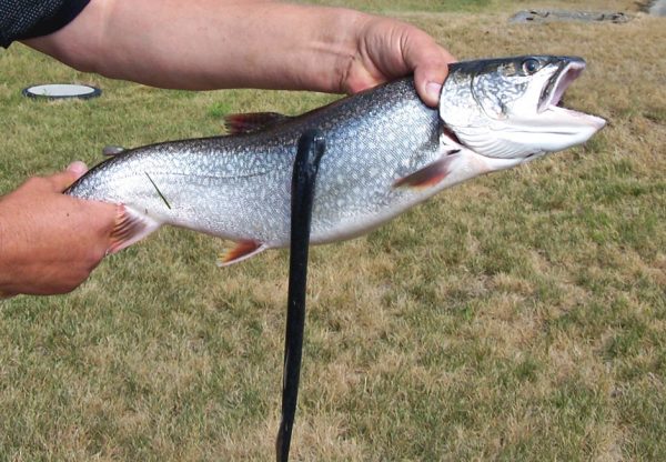 sea lamprey eradication