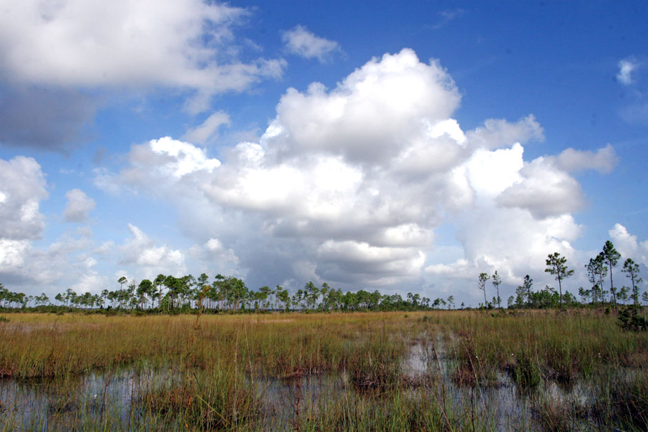 peatlands research