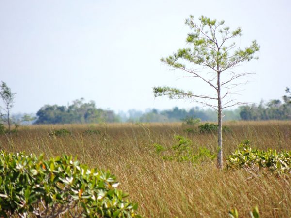 peatlands research