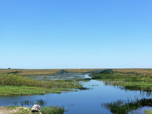 peatlands research