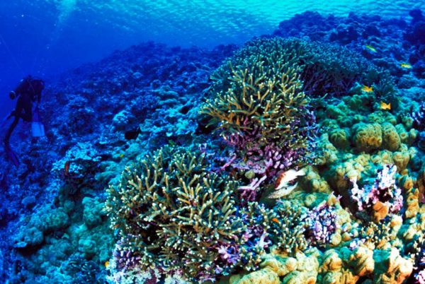 Sewage and coral reefs