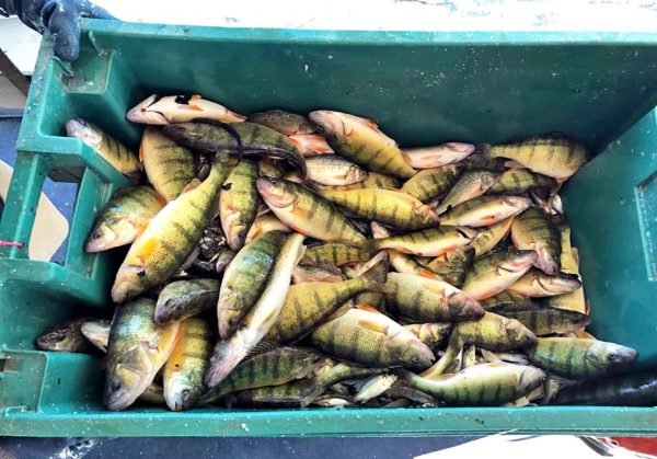 Erie’s Hypoxia and Yellow Perch 