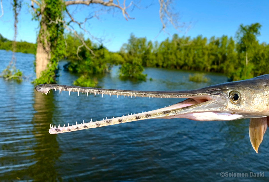 longnose gar