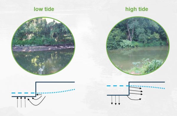 tidal freshwater nitrogen