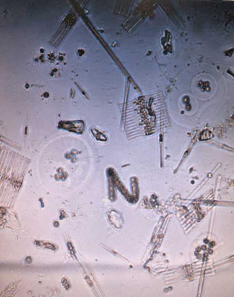 Muskegon diatoms
