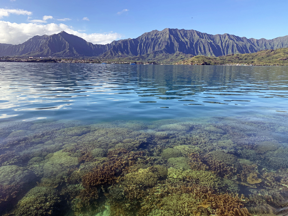 microplastics and corals