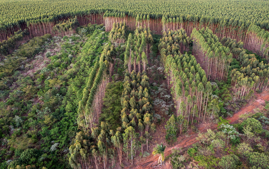 Assisted natural regeneration of native forest biodiversity