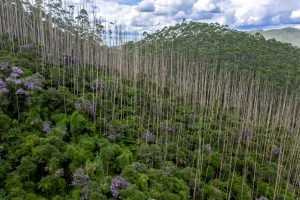 biodiversity in a eucalyptus forest