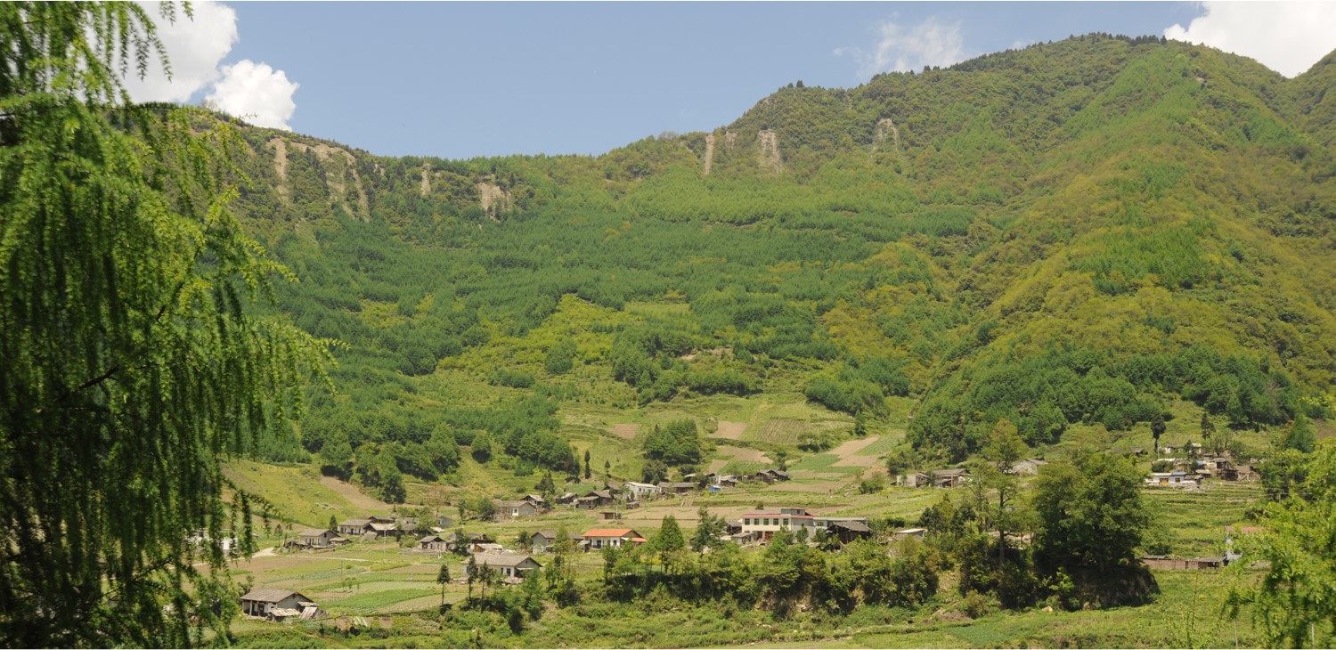 forest biodiversity being fostered by the Grain for Green Program