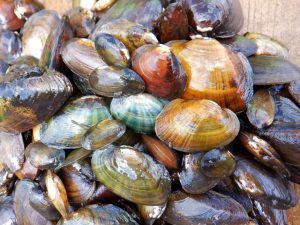 Assorted Freshwater Mussels